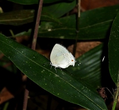Strephonota sphinx