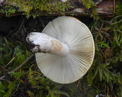 Russula stuntzii