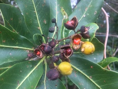 Pittosporum viridiflorum