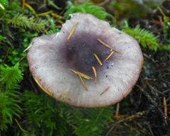 Russula stuntzii