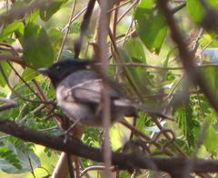 Trochocercus cyanomelas segregus