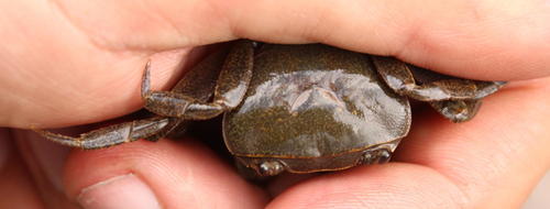 Potamonautes danielsi