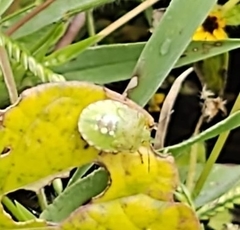 Chinavia marginata