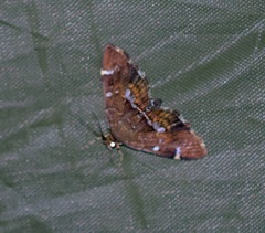 Hymenia