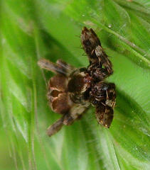 Pararaneus