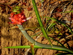 Ananas comosus microstachys