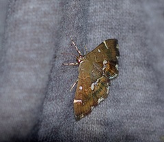 Hymenia