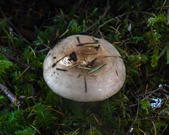 Russula stuntzii