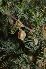 Lessertia spinescens