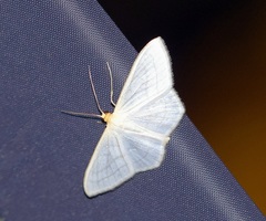 Palpita vitrealis