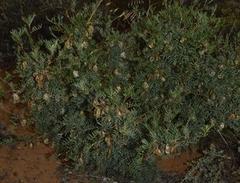 Lessertia spinescens