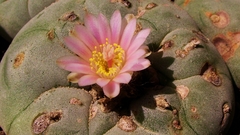 Lophophora williamsii