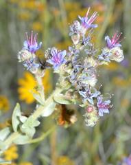 Lobostemon echioides