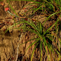 Ananas comosus microstachys