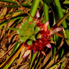 Ananas comosus microstachys