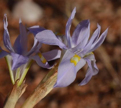 Moraea teretifolia