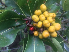 Pittosporum viridiflorum