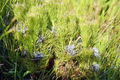 Serruria rostellaris