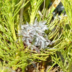 Serruria rostellaris