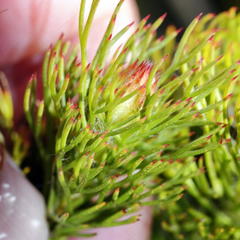 Serruria rostellaris