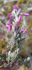 Indigofera sp19a