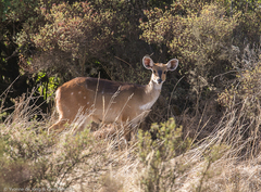 Tragelaphus sylvaticus meneliki