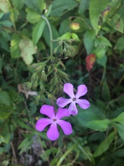 Phlox amplifolia