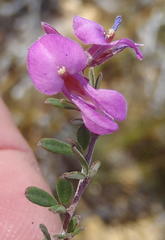 Indigofera sp19a