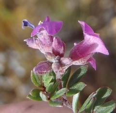 Indigofera sp19a