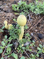 Leucocoprinus birnbaumii image