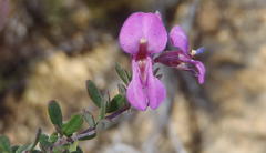 Indigofera sp19a