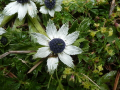 Eryngium carlinae