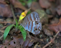 Magneuptychia