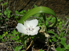 Calochortus umbellatus