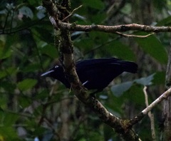 Cephalopterus ornatus