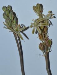 Albuca unifolia