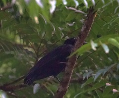 Cephalopterus ornatus