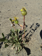 Grindelia nana