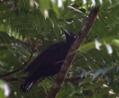 Cephalopterus ornatus