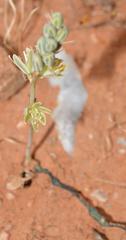 Albuca unifolia