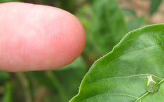 Cassida dorsovittata