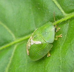 Cassida dorsovittata