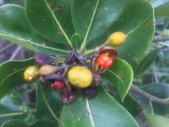 Pittosporum viridiflorum