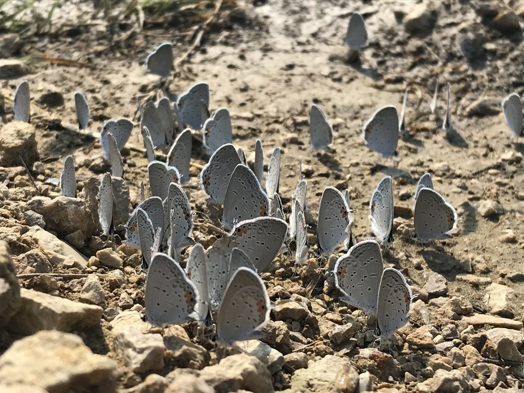 Eastern tailed-blue (Cupido comyntas)