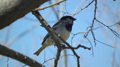 Passer domesticus indicus