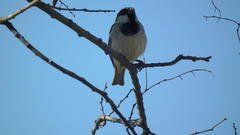 Passer domesticus indicus