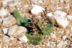 Lachenalia undulata