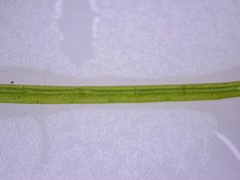 Potamogeton confervoides