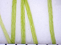 Potamogeton confervoides