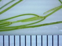 Potamogeton confervoides